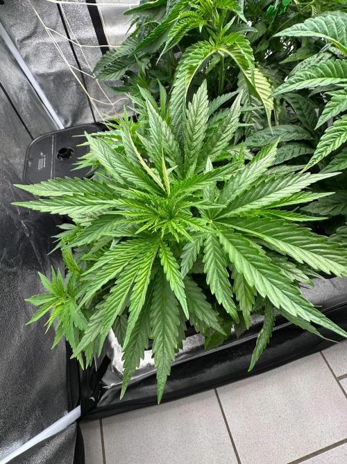 Blue Tropicana Milk. Week 4 - F1 Tropicana Cherry