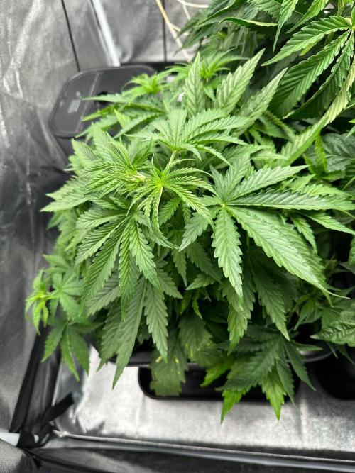 Blue Tropicana Milk. Week 4 - F1 Tropicana Cherry