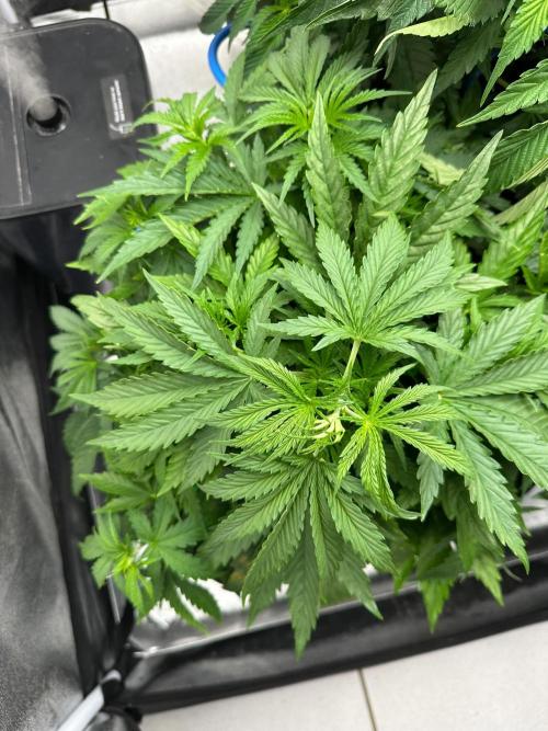 Blue Tropicana Milk. Week 4 - F1 Tropicana Cherry