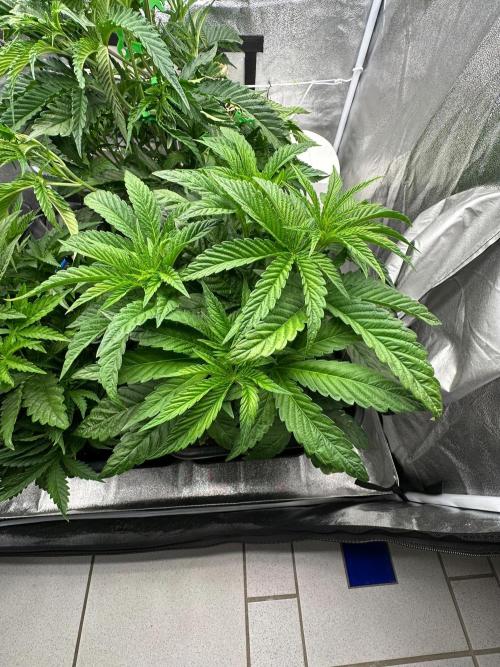 Blue Tropicana Milk. Week 4 - Blue Zushi