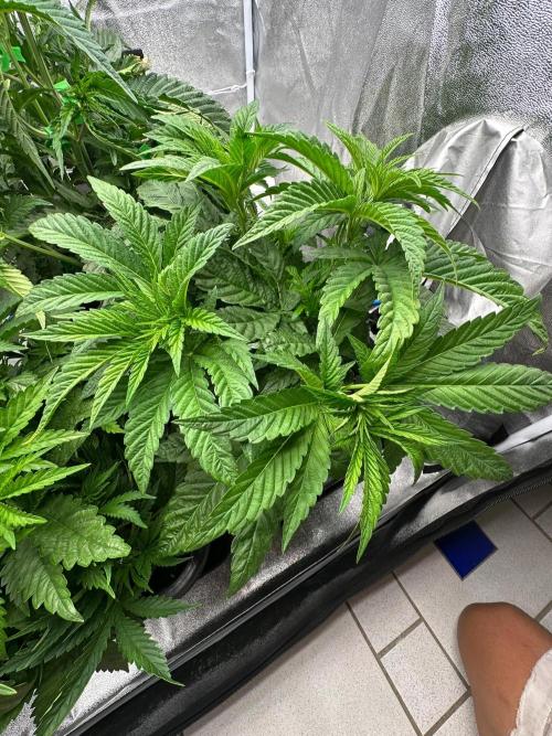 Blue Tropicana Milk. Week 4 - Blue Zushi