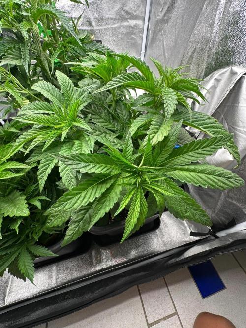 Blue Tropicana Milk. Week 4 - Blue Zushi