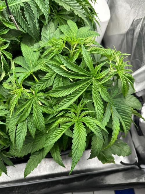 Blue Tropicana Milk. Week 4 - Blue Zushi