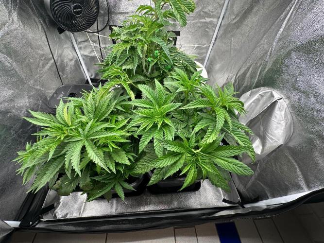 Blue Tropicana Milk. Week 4