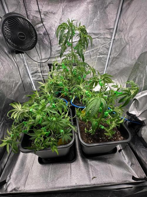 Blue Tropicana Milk. Week 5