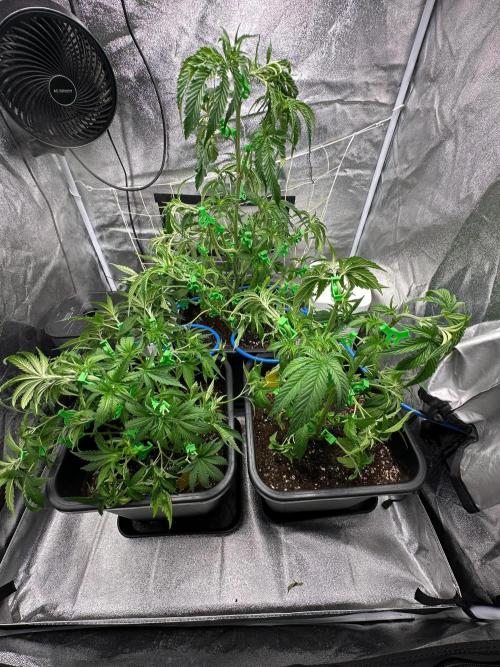 Blue Tropicana Milk. Week 5