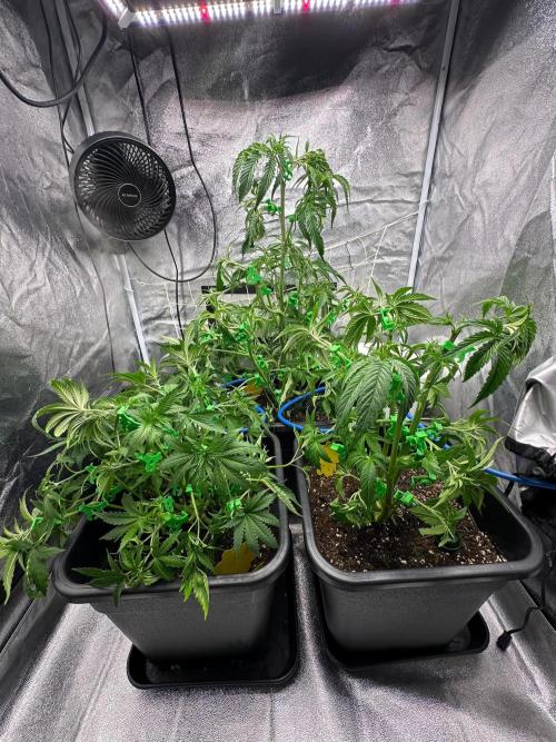 Blue Tropicana Milk. Week 5