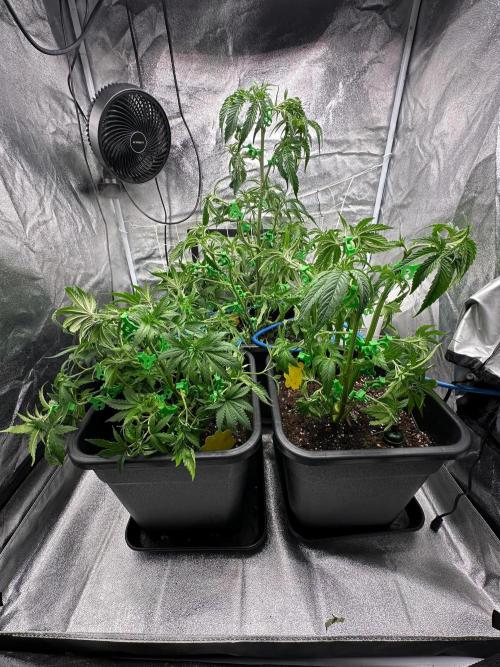 Blue Tropicana Milk. Week 5