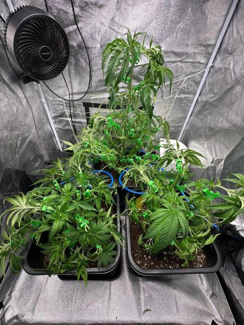 Blue Tropicana Milk. Week 5