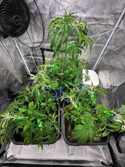 Blue Tropicana Milk. Week 5