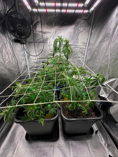 Blue Tropicana Milk. Week 5