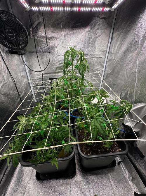 Blue Tropicana Milk. Week 5