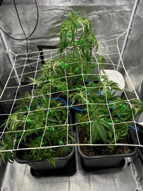 Blue Tropicana Milk. Week 5