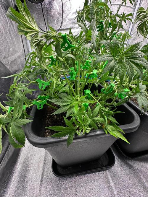 Blue Tropicana Milk. Week 5 - F1 Tropicana Cherry