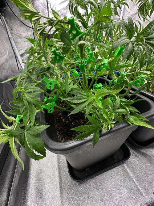 Blue Tropicana Milk. Week 5 - F1 Tropicana Cherry