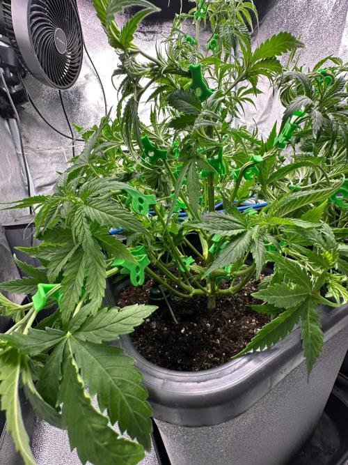 Blue Tropicana Milk. Week 5 - F1 Tropicana Cherry