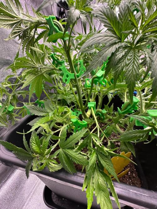 Blue Tropicana Milk. Week 5 - F1 Tropicana Cherry