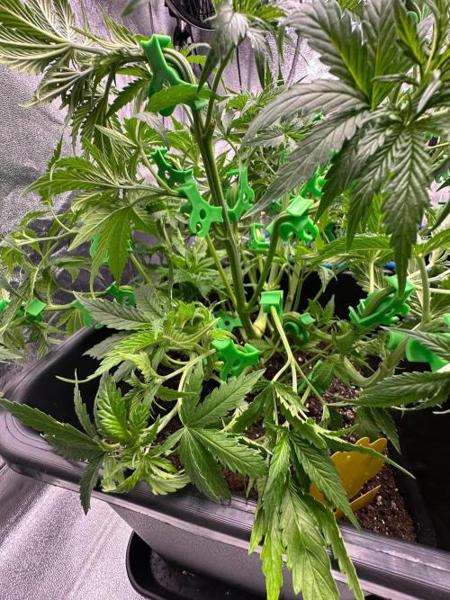 Blue Tropicana Milk. Week 5 - F1 Tropicana Cherry