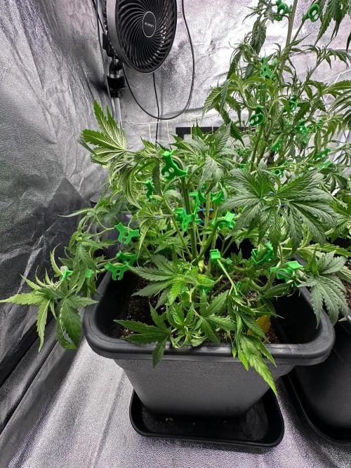 Blue Tropicana Milk. Week 5 - F1 Tropicana Cherry