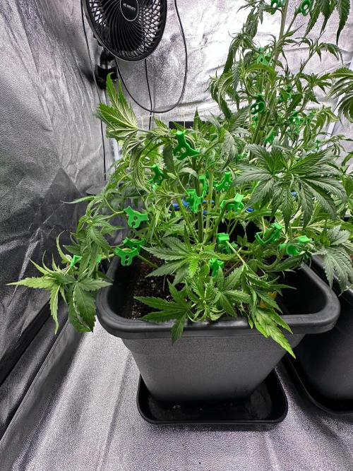 Blue Tropicana Milk. Week 5 - F1 Tropicana Cherry