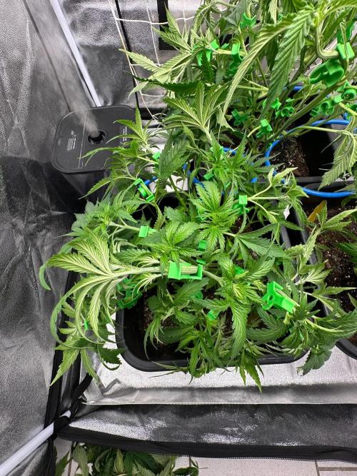 Blue Tropicana Milk. Week 5 - F1 Tropicana Cherry