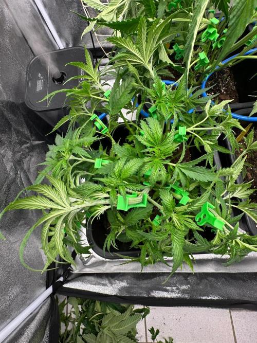 Blue Tropicana Milk. Week 5 - F1 Tropicana Cherry