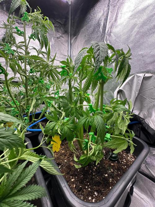 Blue Tropicana Milk. Week 5 - Blue Zushi