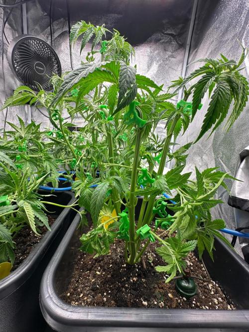 Blue Tropicana Milk. Week 5 - Blue Zushi