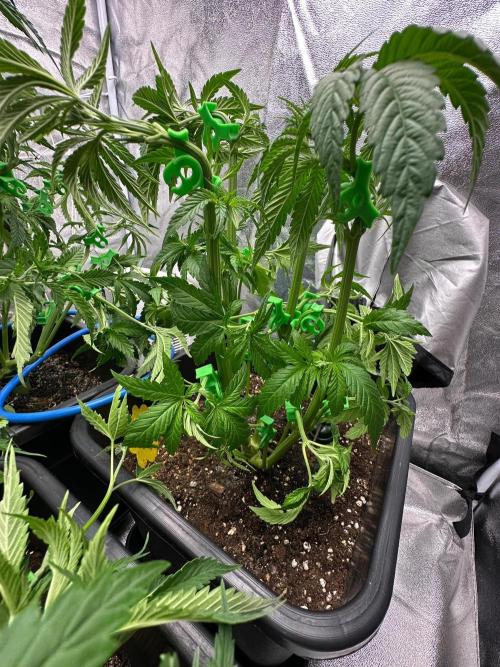 Blue Tropicana Milk. Week 5 - Blue Zushi