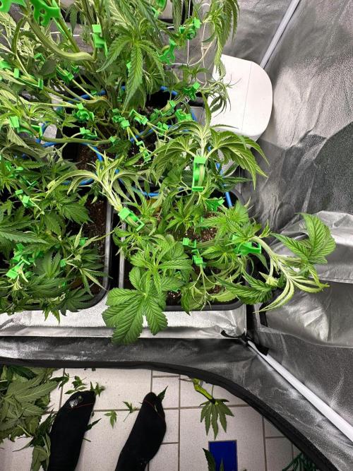 Blue Tropicana Milk. Week 5 - Blue Zushi