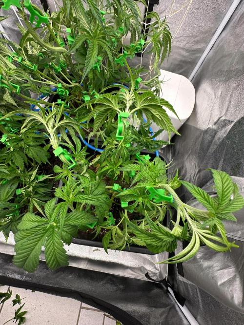 Blue Tropicana Milk. Week 5 - Blue Zushi