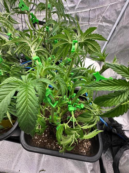 Blue Tropicana Milk. Week 5 - Blue Zushi