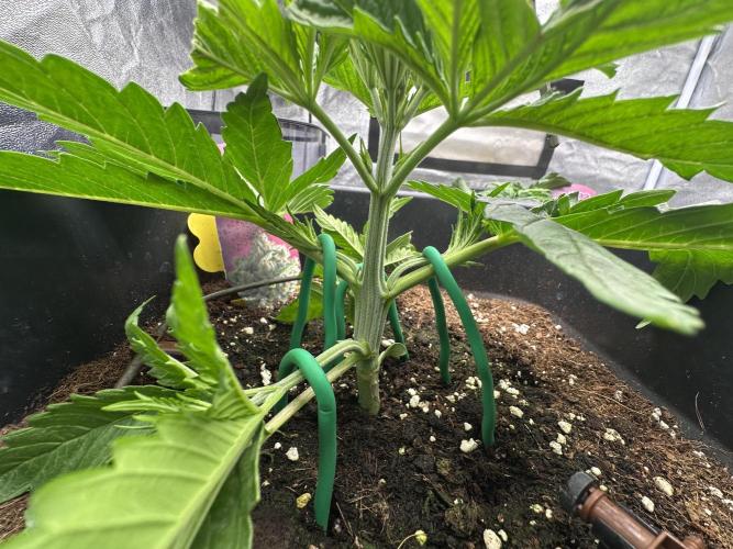 Crazy Platinum Marker. Week 3