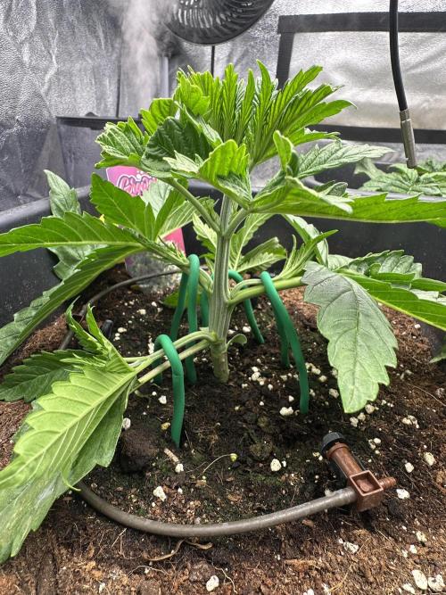 Crazy Platinum Marker. Week 3