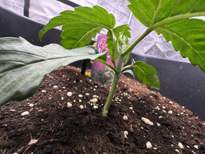 Crazy Platinum Marker. Week 3