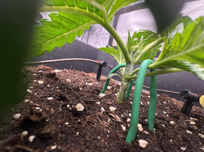 Crazy Platinum Marker. Week 3