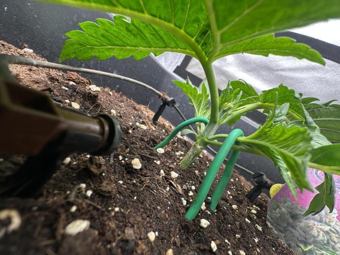 Crazy Platinum Marker. Week 3