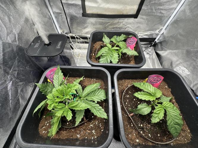 Crazy Platinum Marker. Week 3