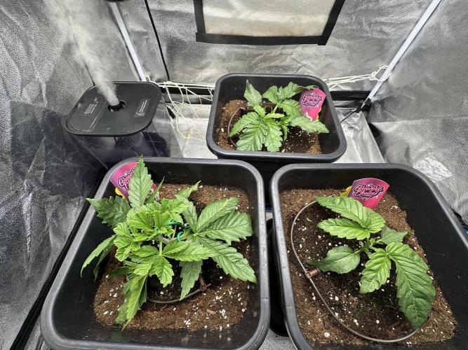 Crazy Platinum Marker. Week 3