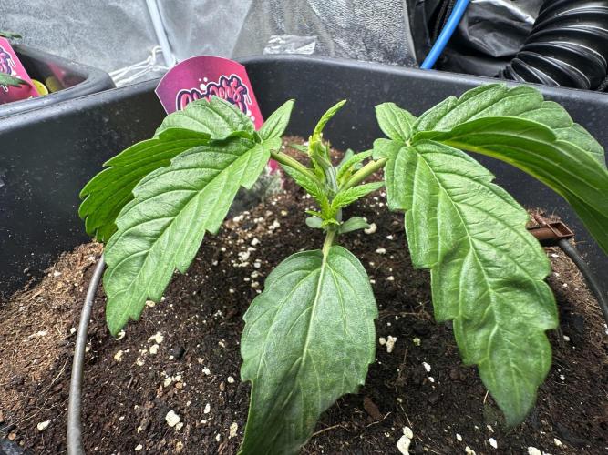 Crazy Platinum Marker. Week 3