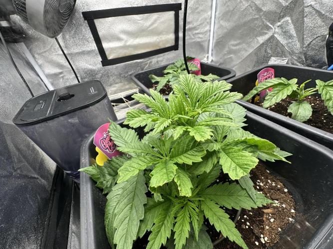 Crazy Platinum Marker. Week 3