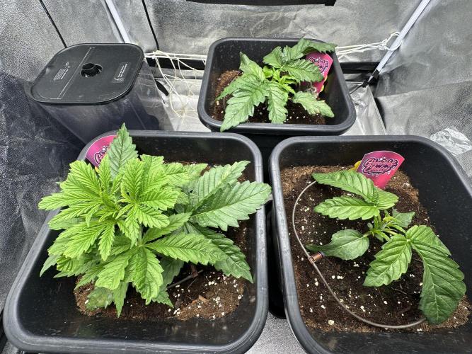 Crazy Platinum Marker. Week 3