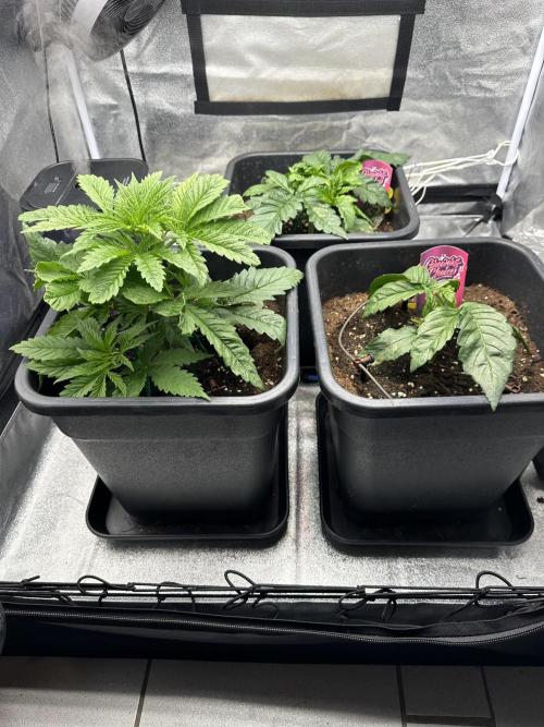 Crazy Platinum Marker. Week 3