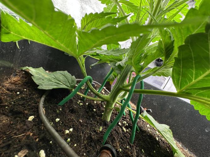 Crazy Platinum Marker. Week 3