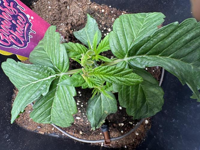 Crazy Platinum Marker. Week 3