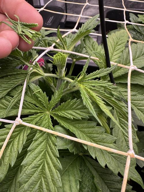 Crazy Platinum Marker. Week 3