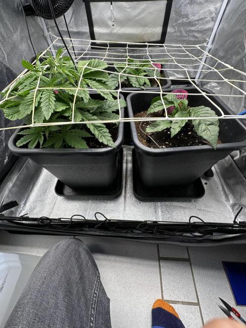 Crazy Platinum Marker. Week 3