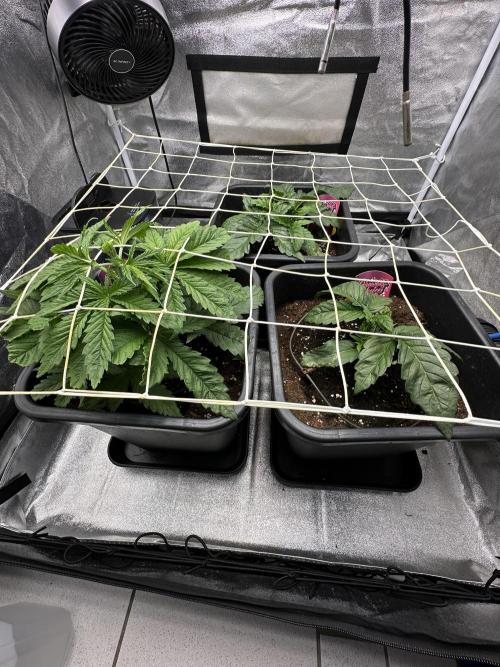 Crazy Platinum Marker. Week 3