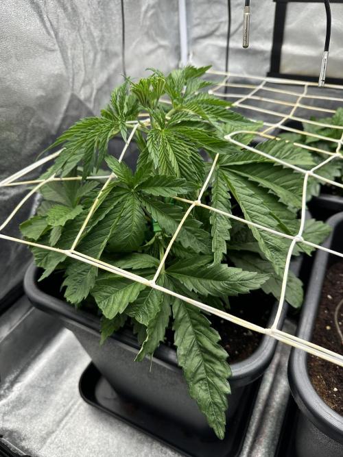 Crazy Platinum Marker. Week 4