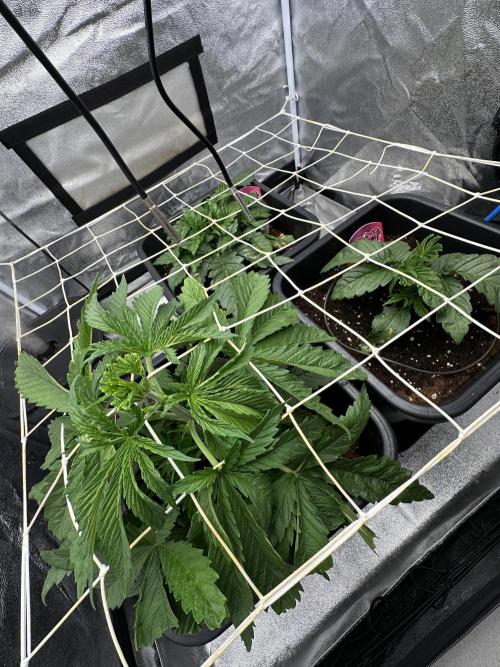 Crazy Platinum Marker. Week 4